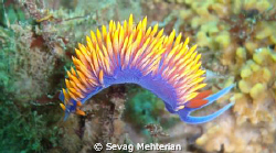 Spanish Shawl Nudibranch at Point Dume, Malibu. by Sevag Mehterian 